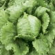 Sałata Kumak - NANO-GRO - 30% większe zbiory