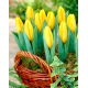 Tulipan Mini Star - duża paczka! - 50 szt.