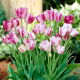 Tulipan Modern Style - duża paczka! - 50 szt.