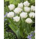 Tulipan Mount Tacoma - duża paczka! - 50 szt.