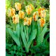 Tulipan Parrot King - duża paczka! - 50 szt.