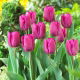 Tulipan Purple Prince - GIGA paczka! - 250 szt.