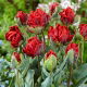 Tulipan Rococo Double - pełny - duża paczka! - 50 szt.
