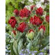 Tulipan Rococo Double - pełny - duża paczka! - 50 szt.