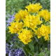 Tulipan Yellow Spider - duża paczka! - 50 szt.