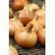 Cebula Octavia - NANO-GRO - 30% większe zbiory