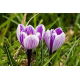 Krokus King of the Striped - GIGA paczka! - 500 szt.