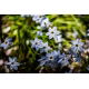 Ipheion - Ifejon - Uniflorum - GIGA paczka! - 500 szt.