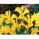 Irys holenderski - Golden Harvest - GIGA paczka! - 500 szt.