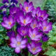 Krokus Ruby Giant - GIGA paczka! - 500 szt.