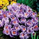Krokus King of the Striped - GIGA paczka! - 500 szt.