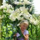 Lilia drzewiasta - Pretty Women - GIGA paczka! - 50 szt.