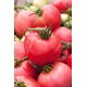 Pomidor Malinowy Rodeo - NANO-GRO - 30% większe zbiory