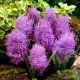 Szafirek pierzasty - Muscari Plumosum - GIGA paczka! - 250 szt.