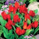 Tulipan botaniczny - Tubergen's Variety - GIGA paczka! - 250 szt.