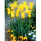 Tulipan West Point - duża paczka! - 50 szt.