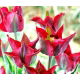 Tulipan Omnyacc - duża paczka! - 50 szt.