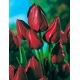 Tulipan Wallflower - duża paczka! - 50 szt.