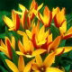 Tulipan botaniczny - Cynthia - GIGA paczka! - 250 szt.