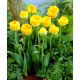 Tulipan lodowy - Beauty of Apeldorn - GIGA paczka! - 250 szt.