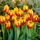 Tulipan Mickey Mouse - duża paczka! - 50 szt.