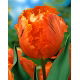 Tulipan Orange Favourite - duża paczka! - 50 szt.