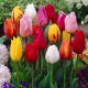 Tulipan Mix - GIGA paczka! - 250 szt.