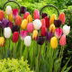 Tulipan Mix - GIGA paczka! - 250 szt.