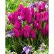 Tulipan Purple Bouquet - duża paczka! - 50 szt.