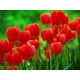 Tulipan czerwony - Red - GIGA paczka! - 250 szt.