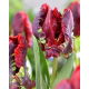 Tulipan Rococo - duża paczka! - 50 szt.