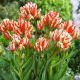 Tulipan Sylvia Warder - duża paczka! - 50 szt.