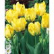 Tulipan papuzi - Texas Gold - duża paczka! - 50 szt.