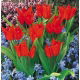 Tulipan botaniczny - Tubergen's Variety - GIGA paczka! - 250 szt.