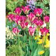 Tulipan Violet Bird - duża paczka! - 50 szt.
