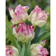 Tulipan Webers Parrot - duża paczka! - 50 szt.