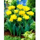 Tulipan Monte Carlo - duża paczka! - 50 szt.