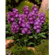 Lewkonia letnia Excelsior Purple Heart