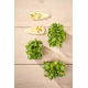 Microgreens - Słonecznik - młode listki o unikalnym smaku - 250 gram