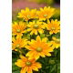 Rudbekia dwubarwna Green Eyes