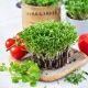 Microgreens - Kolendra siewna - młode listki o unikalnym smaku - 1 kg