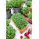 Microgreens - Rzeżucha - młode listki o unikalnym smaku - 100 gram