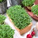 Microgreens - Rzeżucha - młode listki o unikalnym smaku - 1 kg