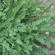 Seradela Emena - 1 kg