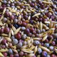 Mieszanka poplonowa strączkowo-zbożowa MP-4 - 1 kg