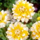 Dalia - Seattle