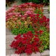 Rozchodnik kaukaski - Sedum Spurium - sadzonka