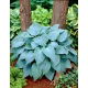 Funkia - Hosta Canadian Blue