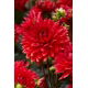 Dalia - Garden Wonder