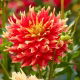 Dalia - Bodacious